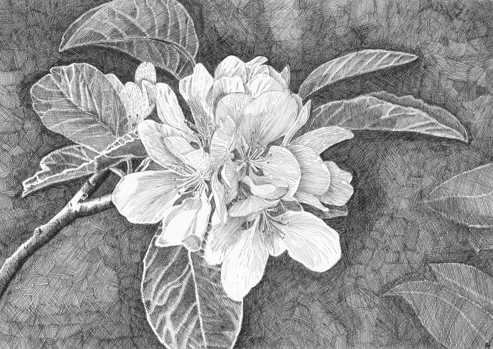 Apple Blossom