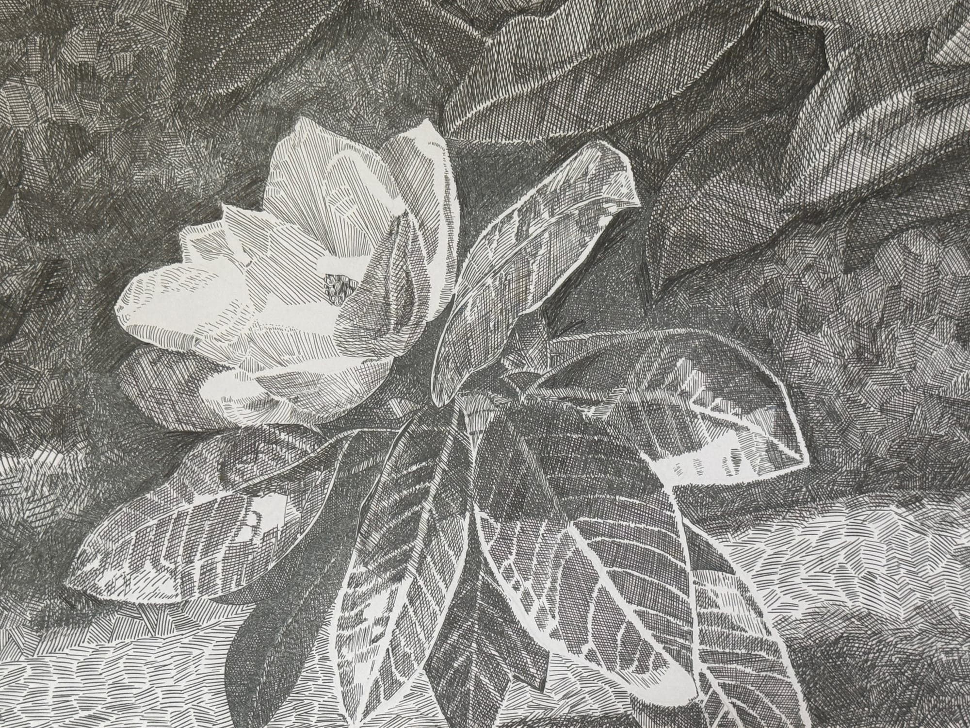 Magnolia